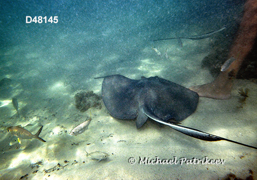 Southern Stingray (Dasyatis americana or Hypanus americanus)